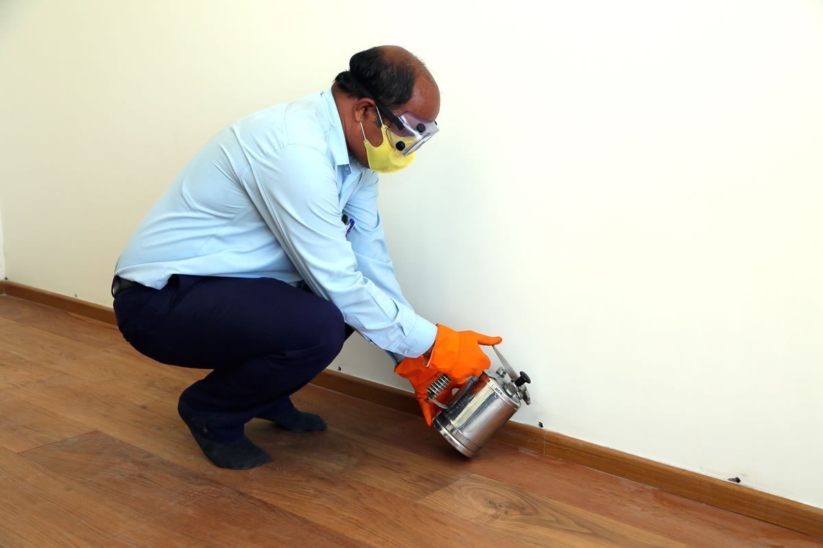 Pest Control 101 Simple Solutions for a Cleaner Home